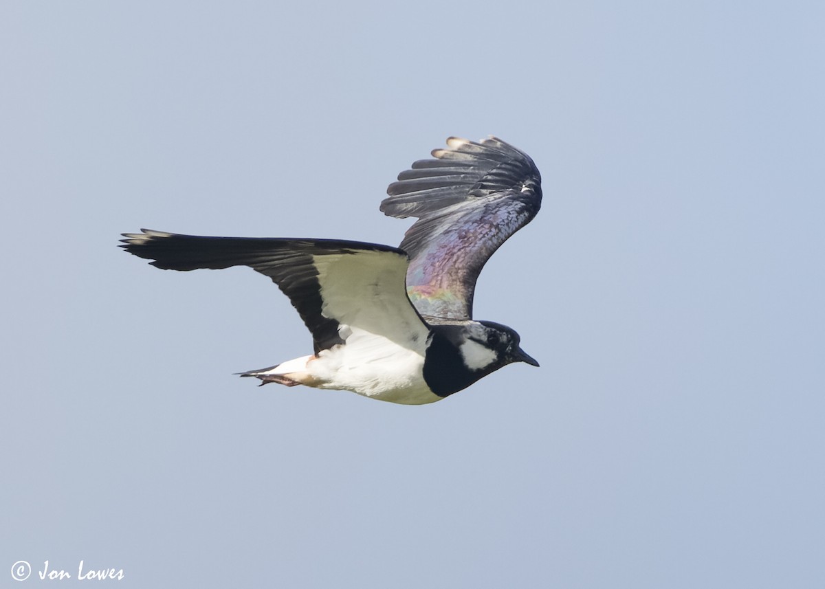 Northern Lapwing - ML620644520