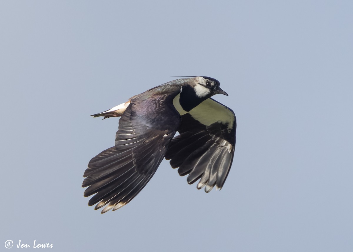 Northern Lapwing - ML620644521