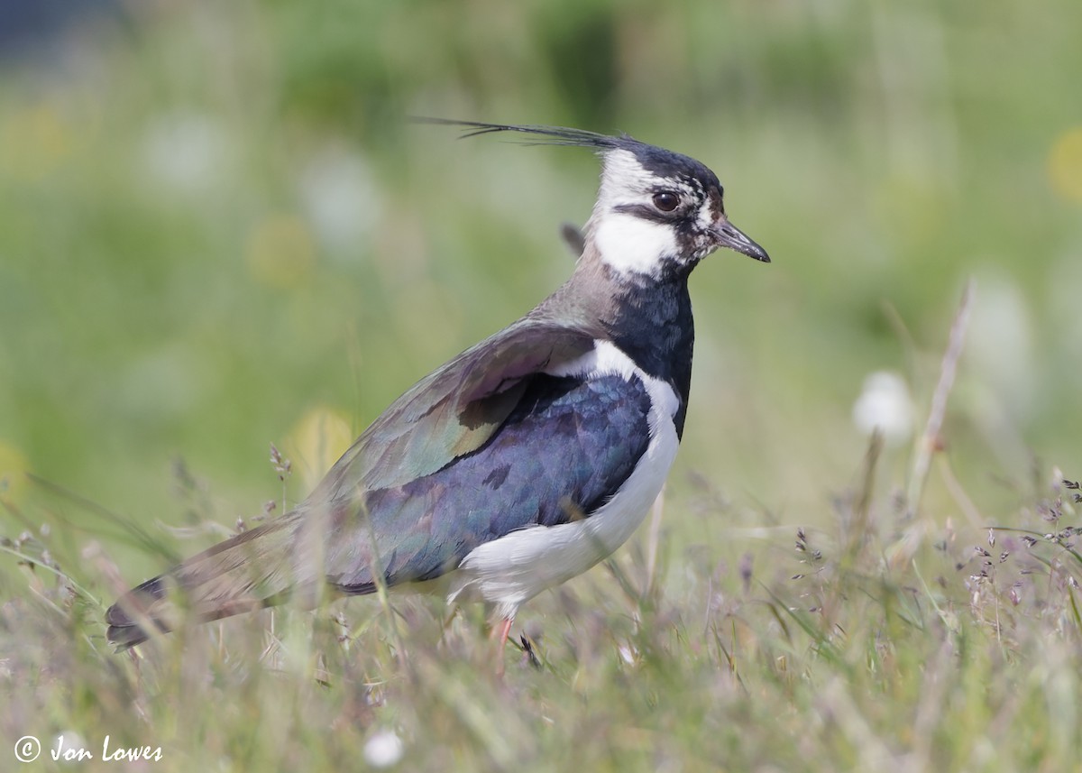 Northern Lapwing - ML620644524