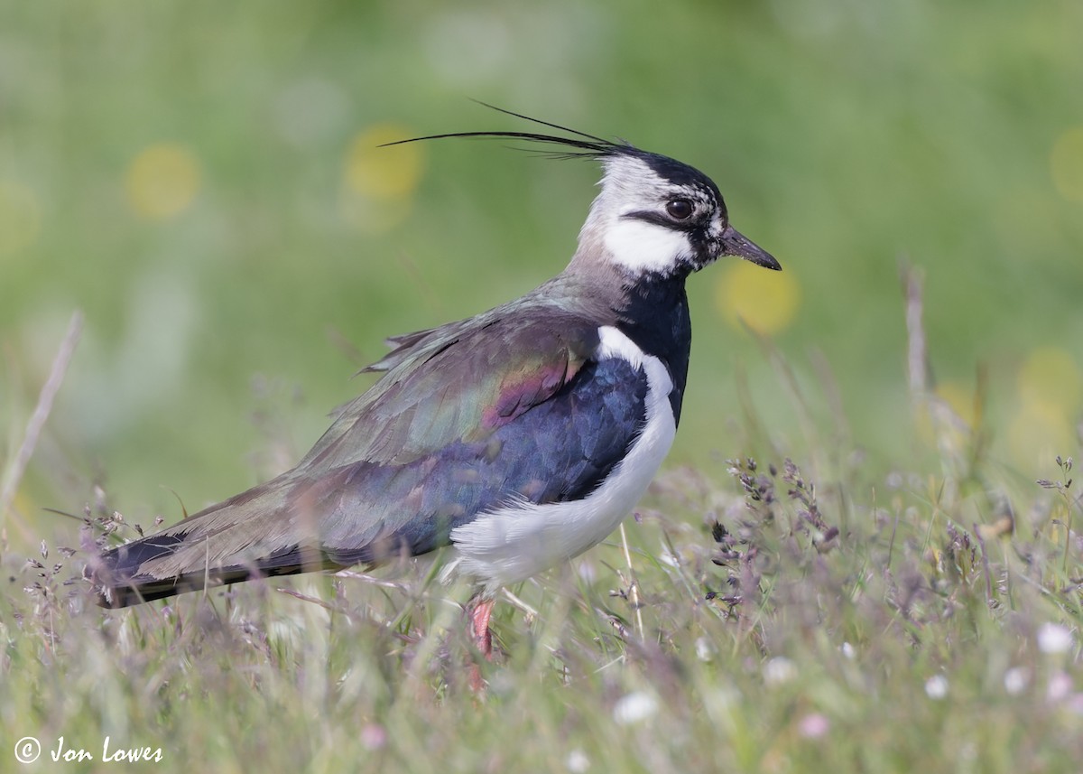 Northern Lapwing - ML620644527