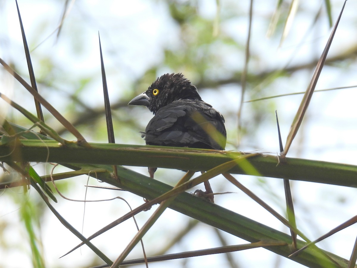 Vieillot's Black Weaver - ML620644529