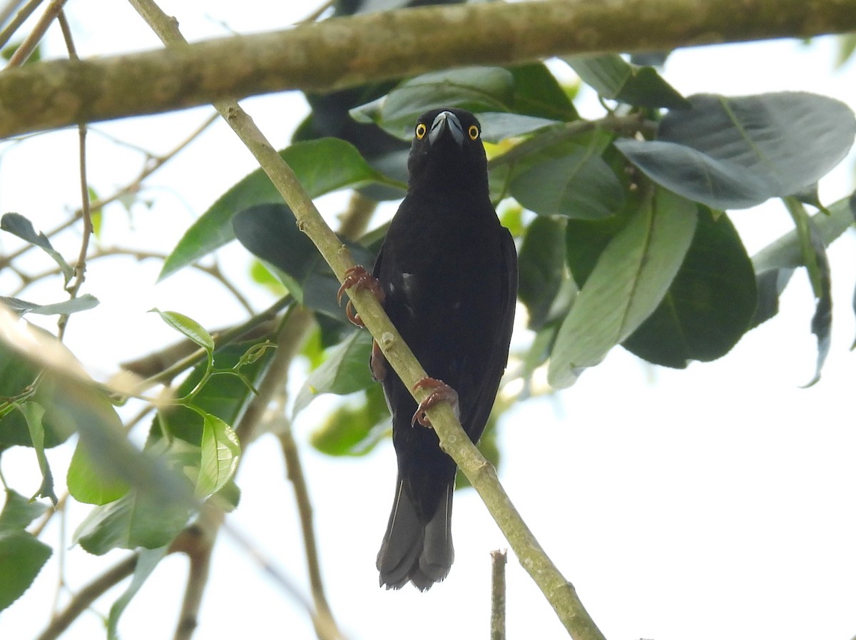 Vieillot's Black Weaver - ML620644530