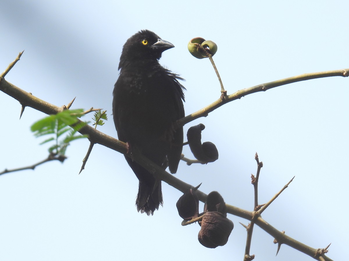 Vieillot's Black Weaver - ML620644531