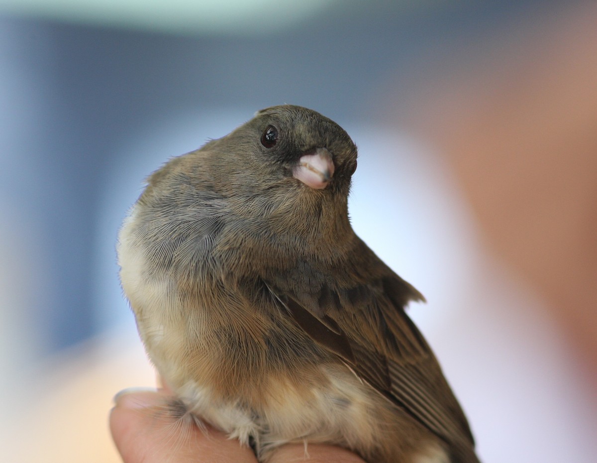 Dark-eyed Junco (Slate-colored) - ML620644532