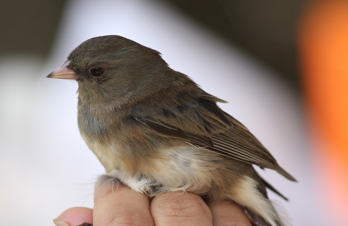 Junco ardoisé (hyemalis/carolinensis) - ML620644533