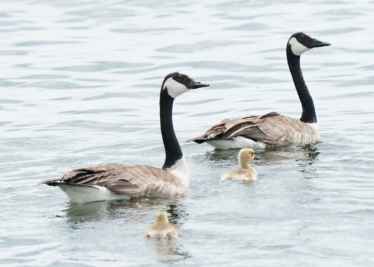 Canada Goose - ML620644535