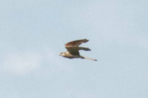 Eurasian Kestrel - ML620644537