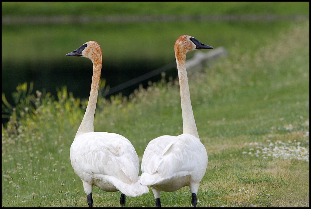 Trumpeter Swan - ML620644540