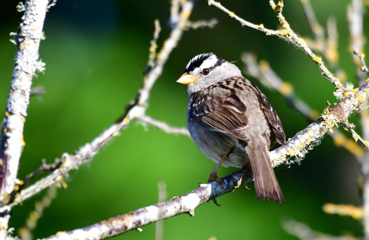 White-crowned Sparrow - ML620644543