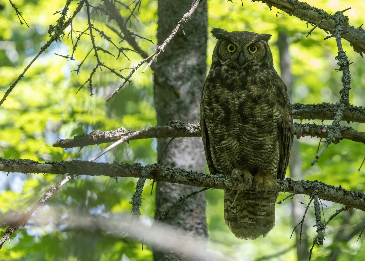 Great Horned Owl - ML620644545