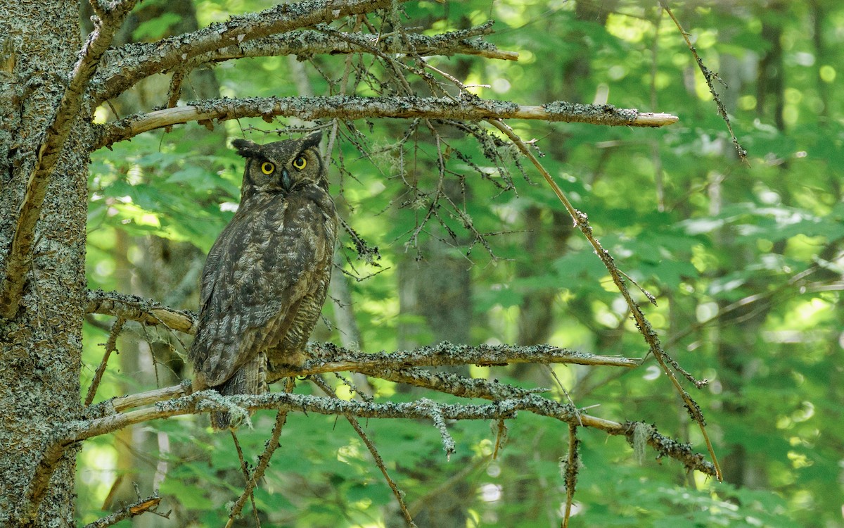 Great Horned Owl - ML620644546