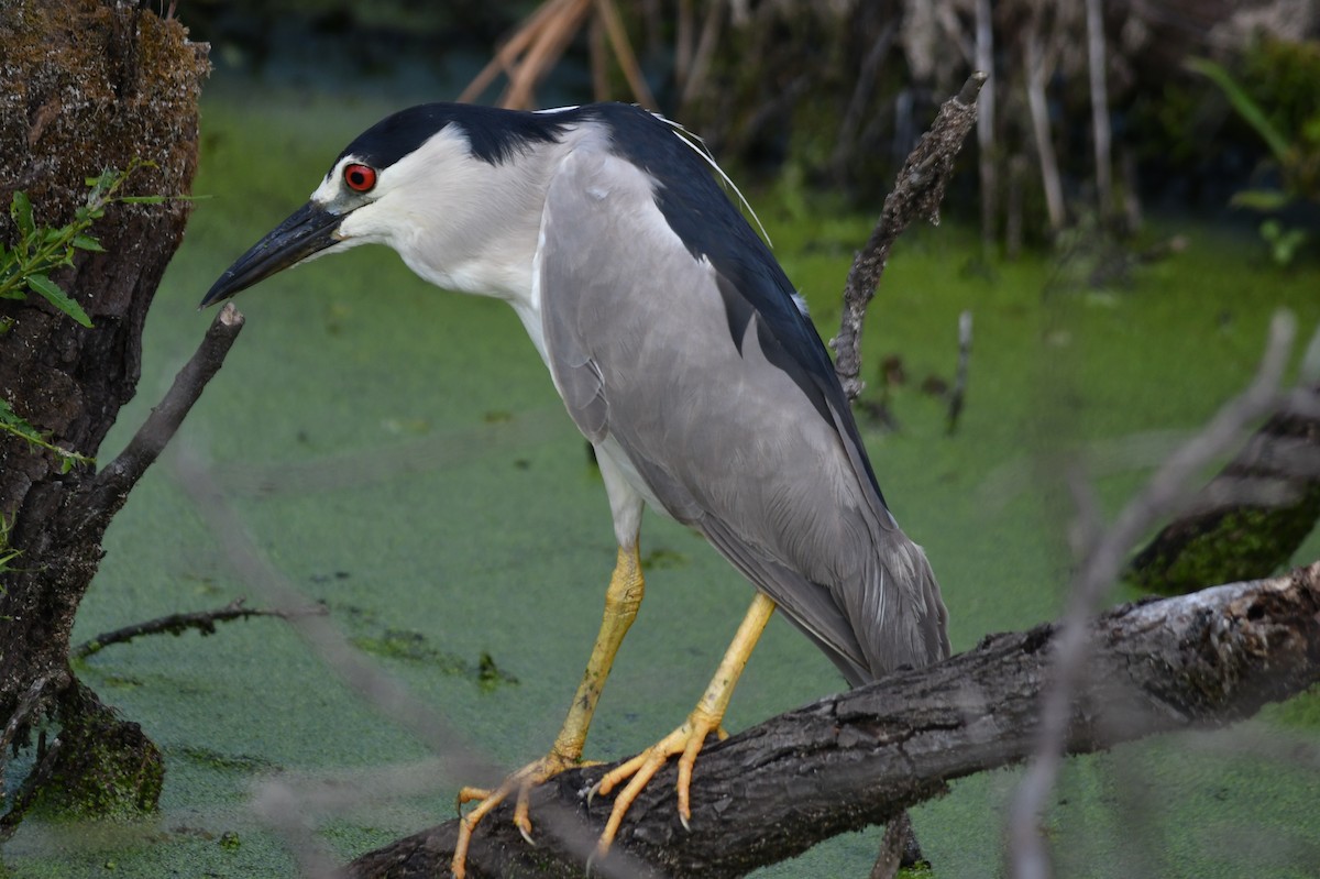 Black-crowned Night Heron - ML620644553