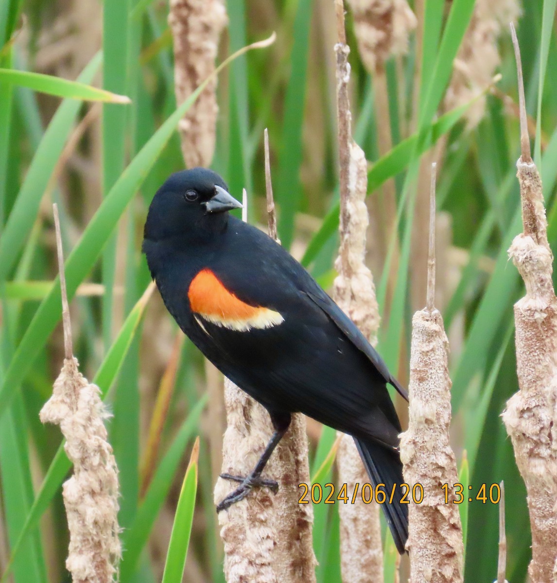 Red-winged Blackbird - ML620644554