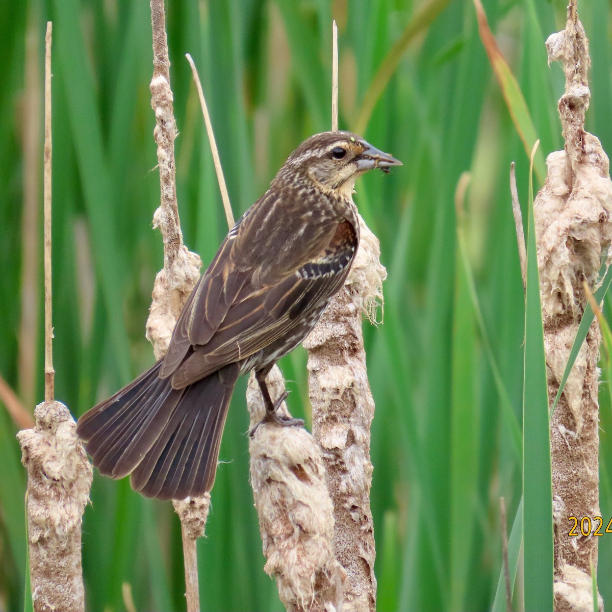 Red-winged Blackbird - ML620644555