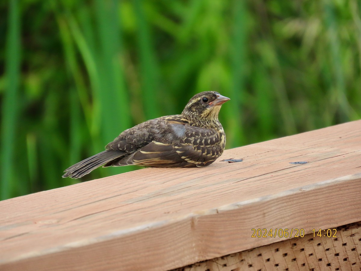 Red-winged Blackbird - ML620644556