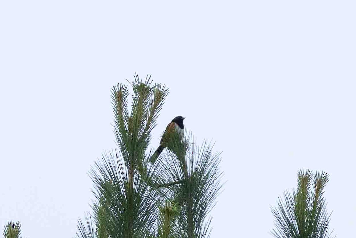 Eastern Towhee - ML620644557