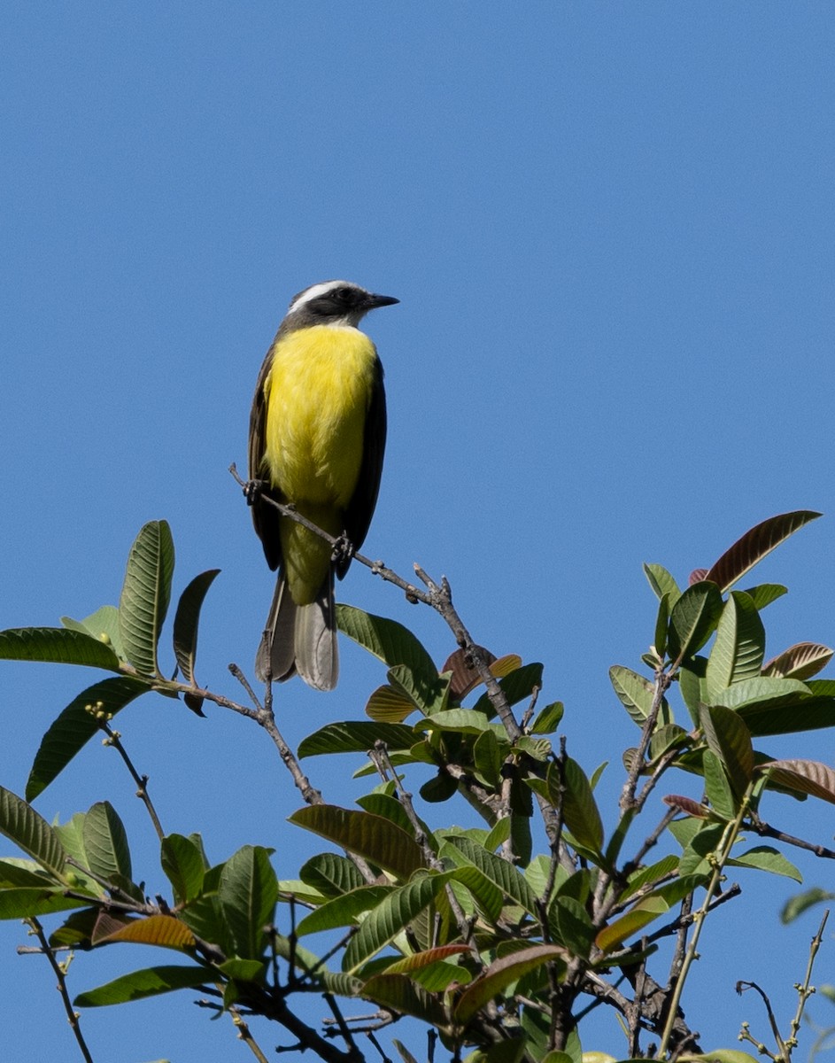 Social Flycatcher - ML620644560