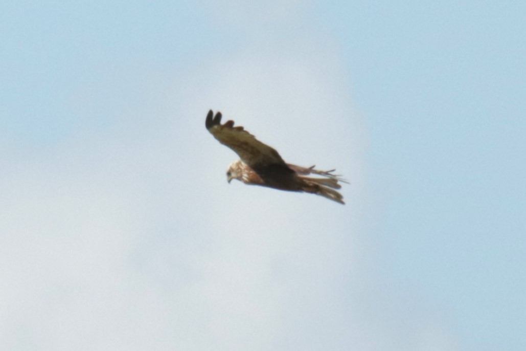 Common Buzzard - ML620644561