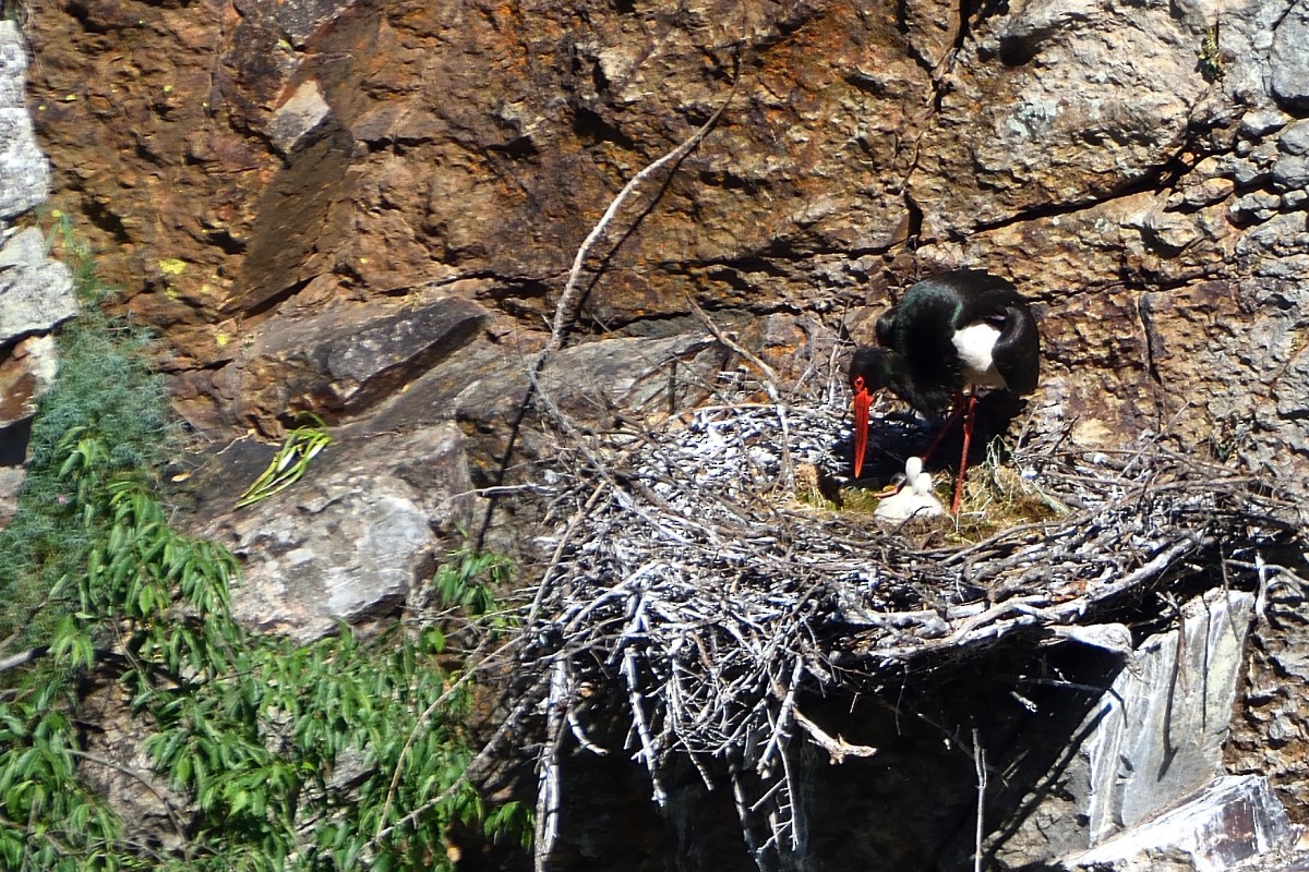 Black Stork - ML620644570