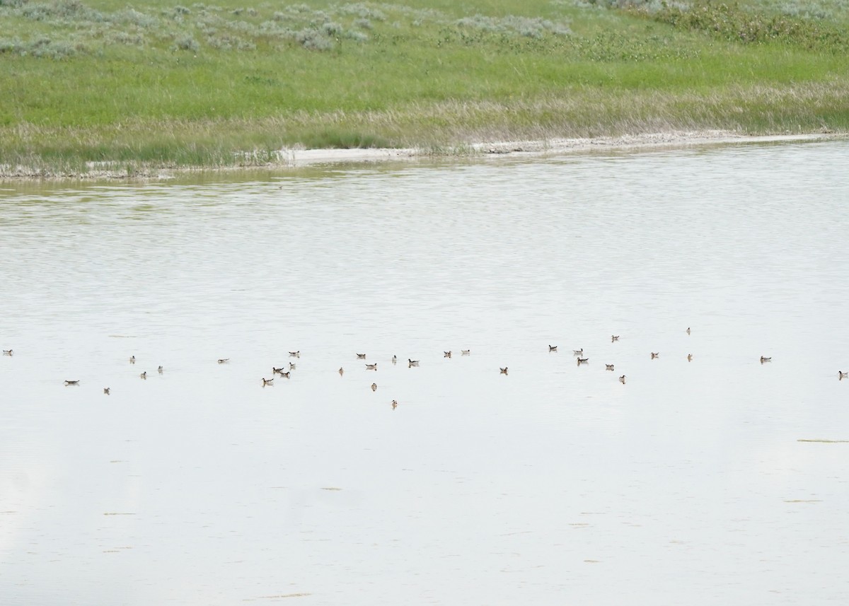 Wilson's Phalarope - ML620644571