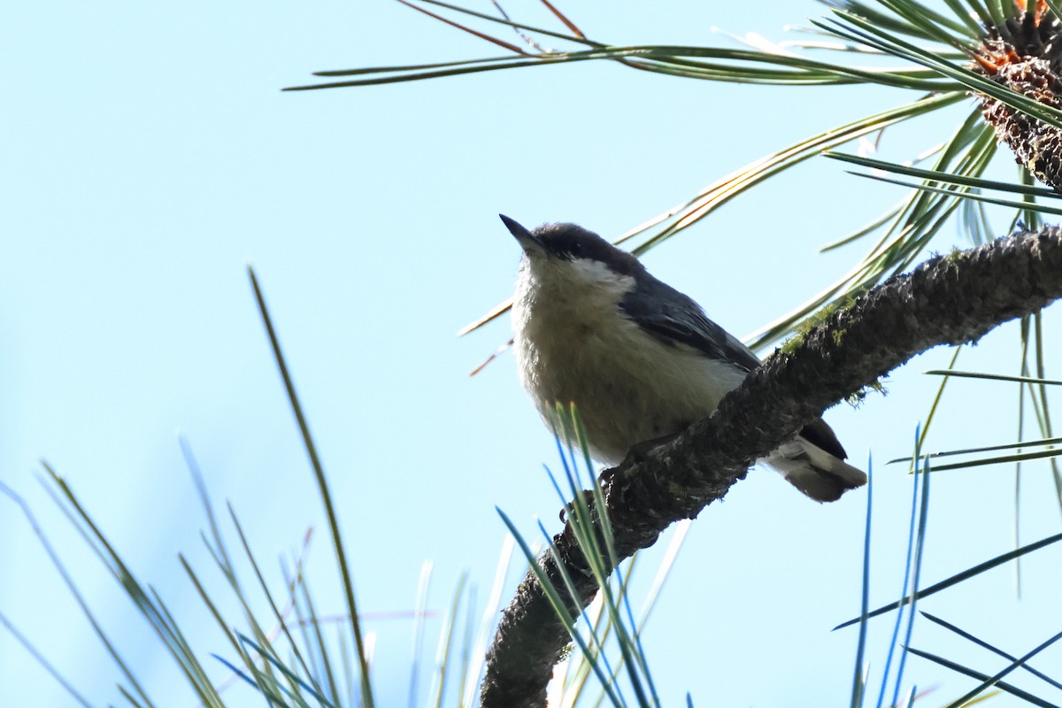 Pygmy Nuthatch - ML620644572