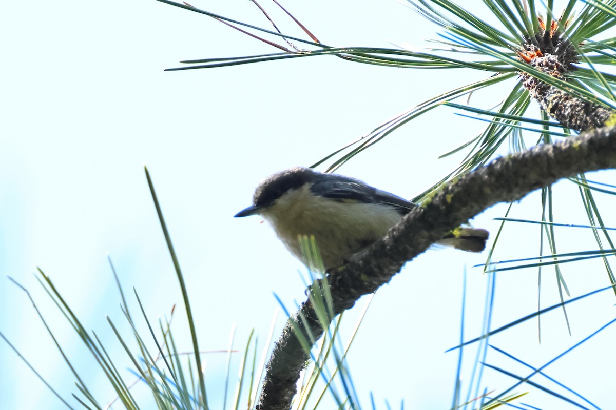 Pygmy Nuthatch - ML620644573