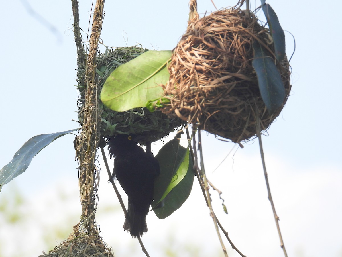 Vieillot's Black Weaver - ML620644574