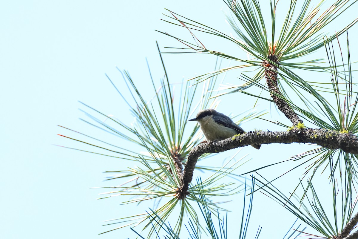 Pygmy Nuthatch - ML620644575