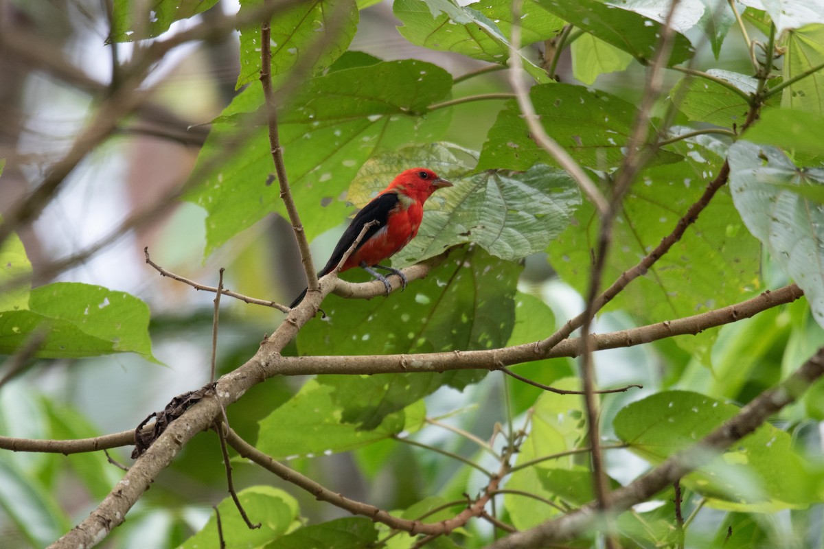 Scarlet Tanager - ML620644576