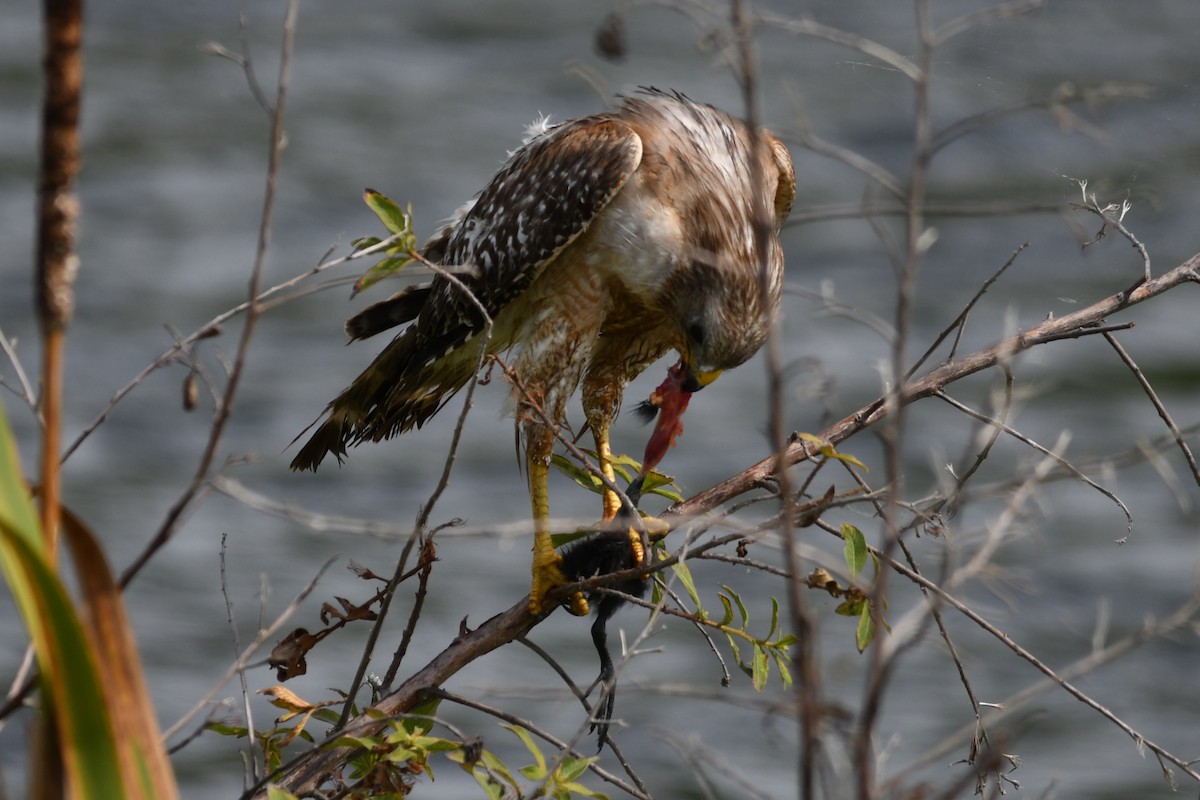 Red-shouldered Hawk - ML620644577