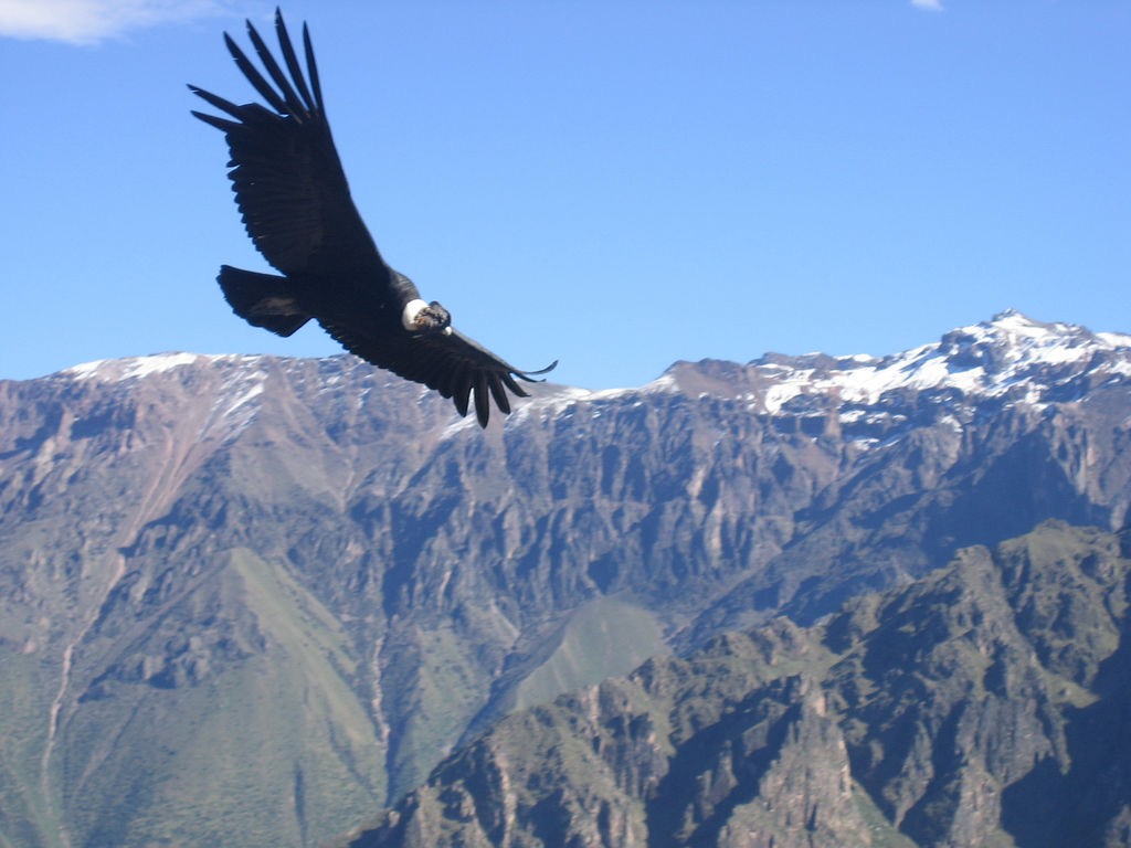 Andean Condor - ML620644578