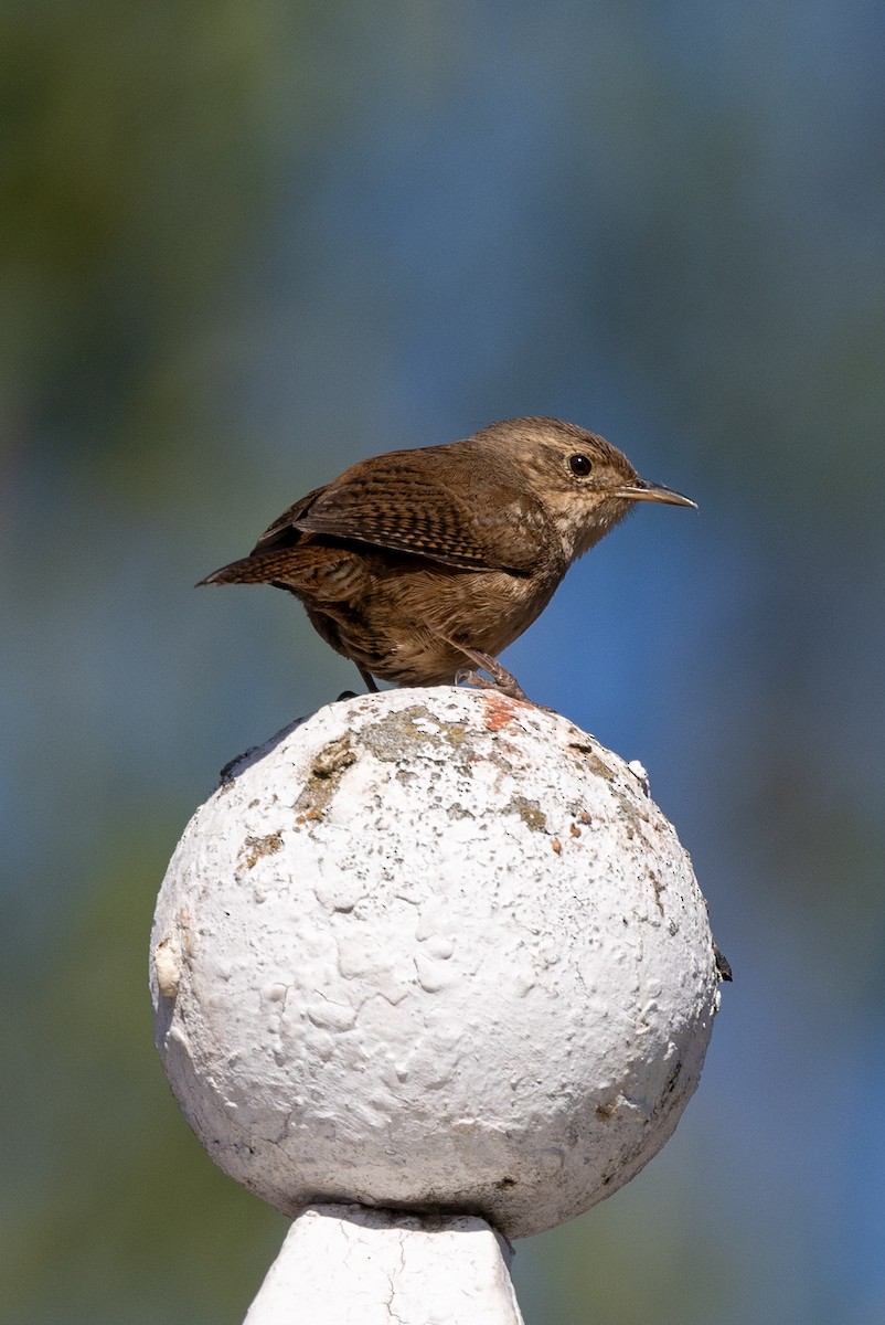 House Wren - ML620644580