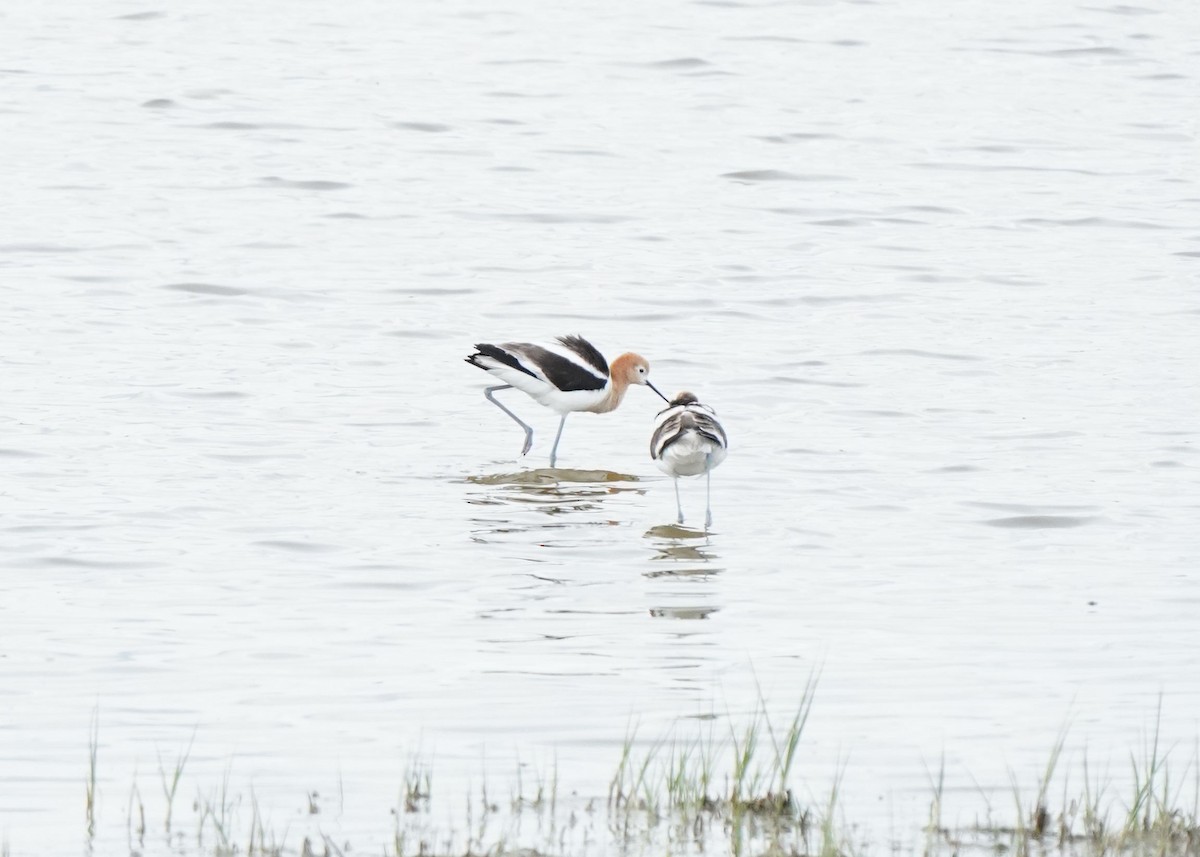 Avocette d'Amérique - ML620644583