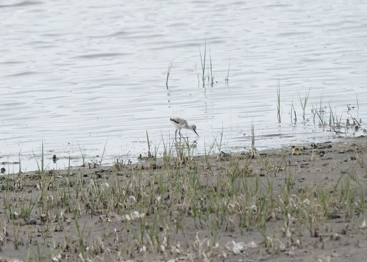 Avocette d'Amérique - ML620644584