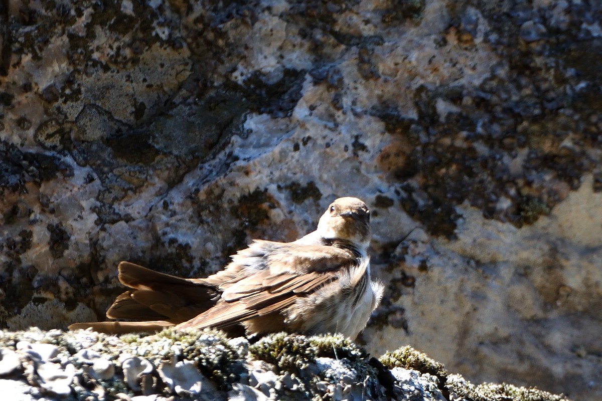 Eurasian Crag-Martin - ML620644585