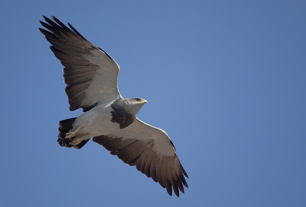 Black-chested Buzzard-Eagle - ML620644588