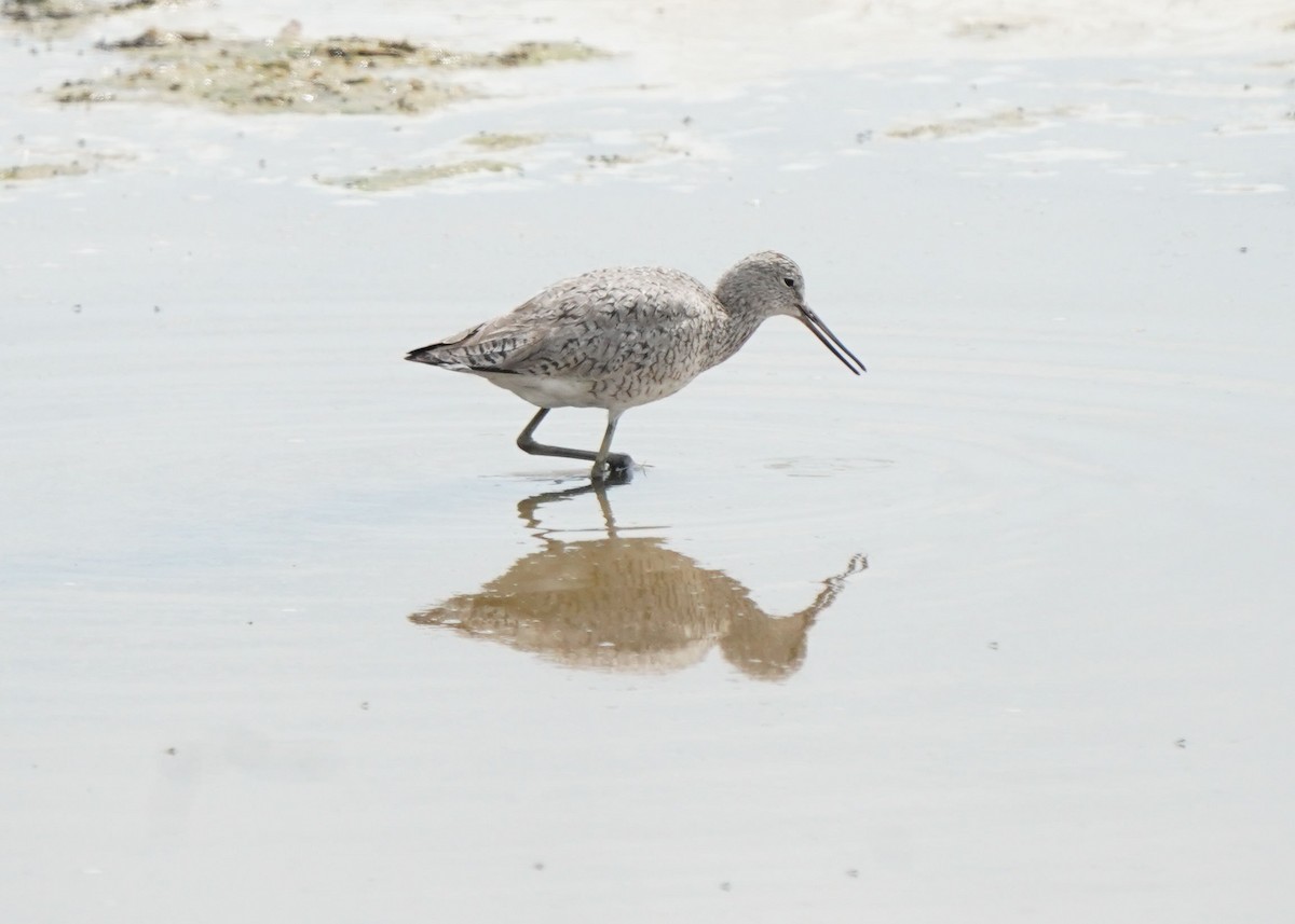 Willet - ML620644591