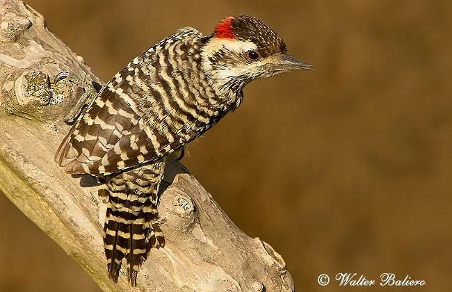 Striped Woodpecker - ML620644592