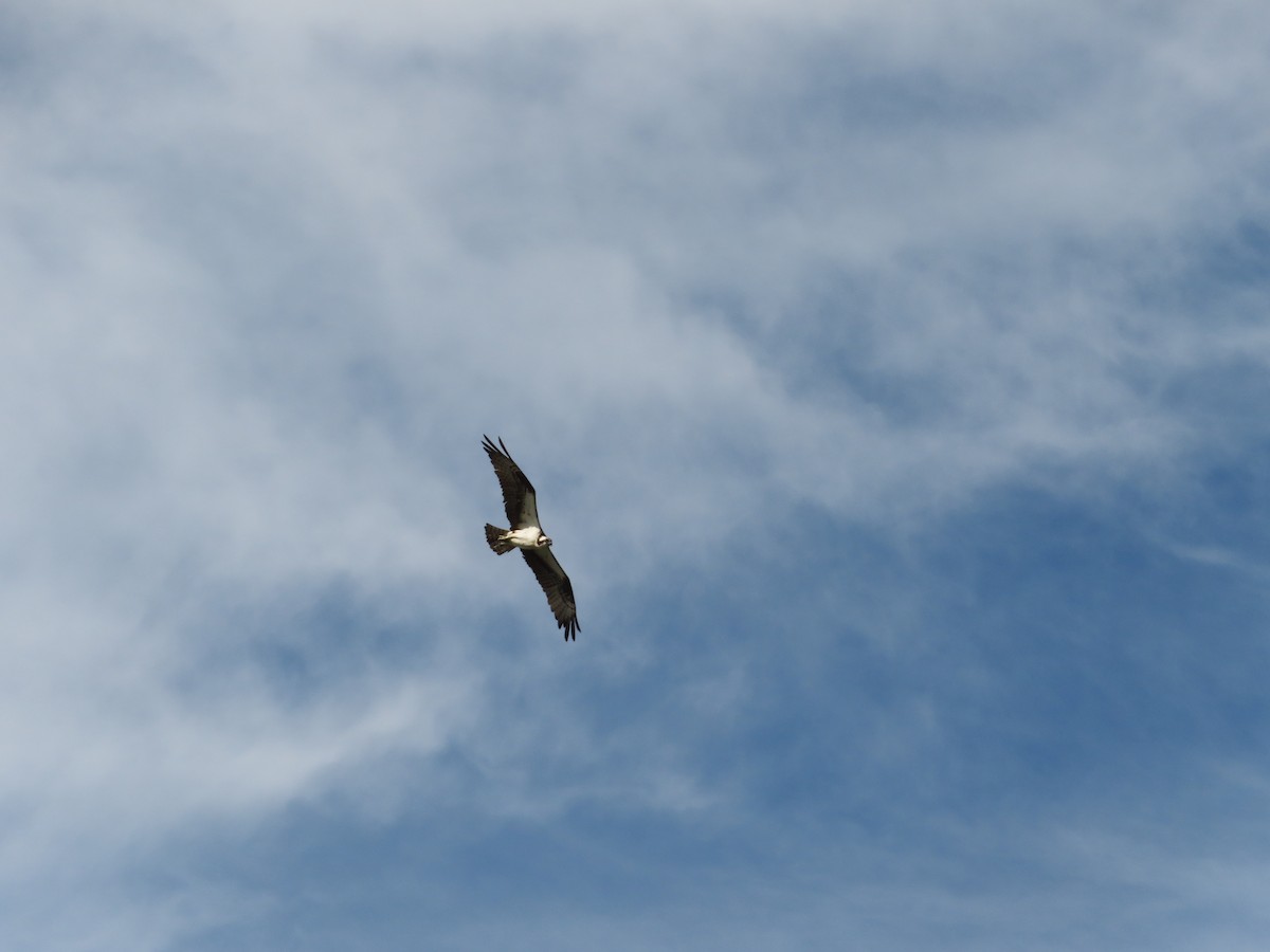 Águila Pescadora - ML620644593