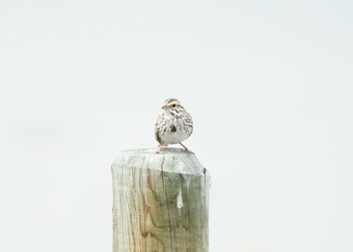 Savannah Sparrow - ML620644595