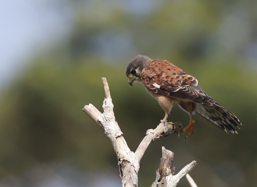 Seychelles Kestrel - ML620644597