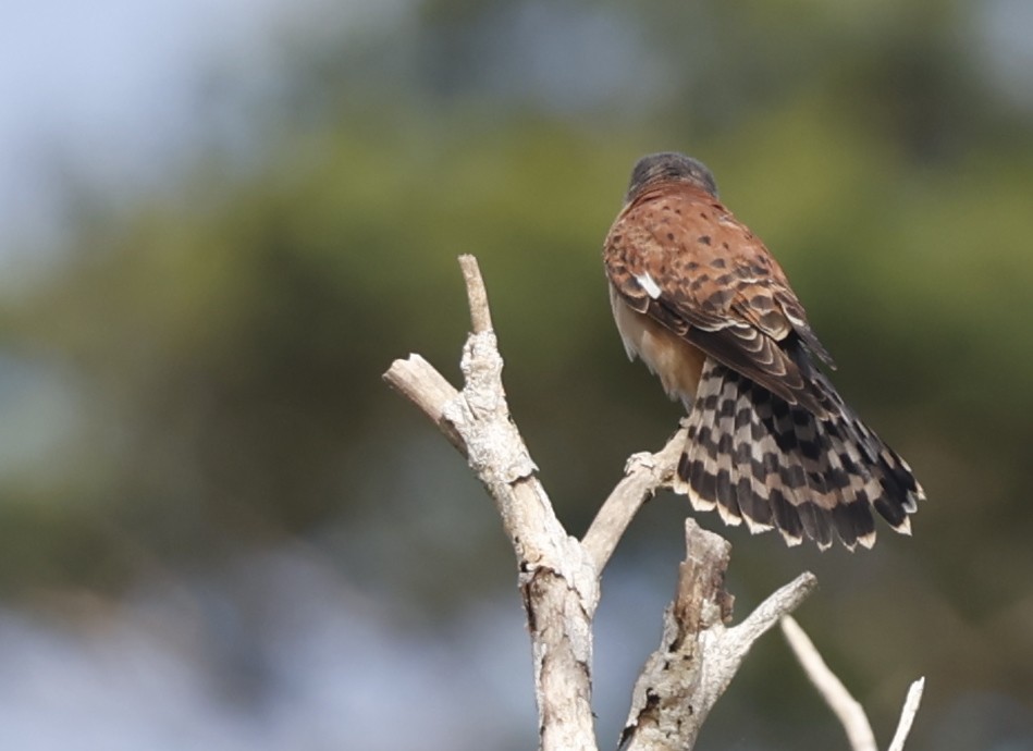 Seychelles Kestrel - ML620644599