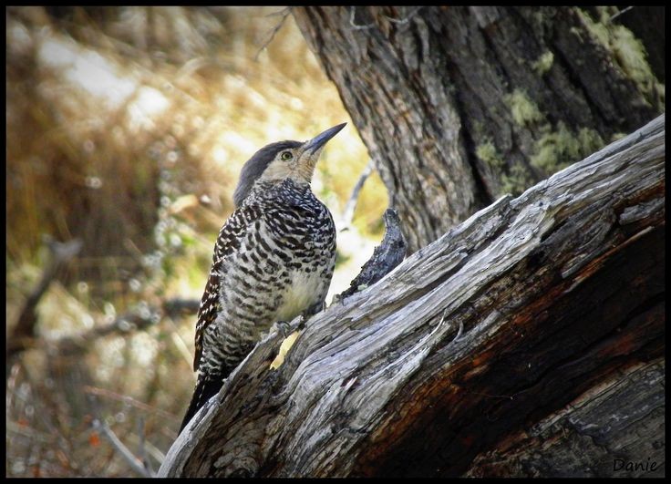 Chilean Flicker - ML620644601