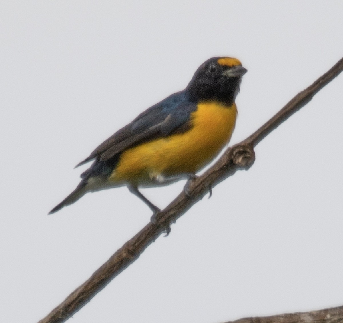 White-vented Euphonia - Alex Boas