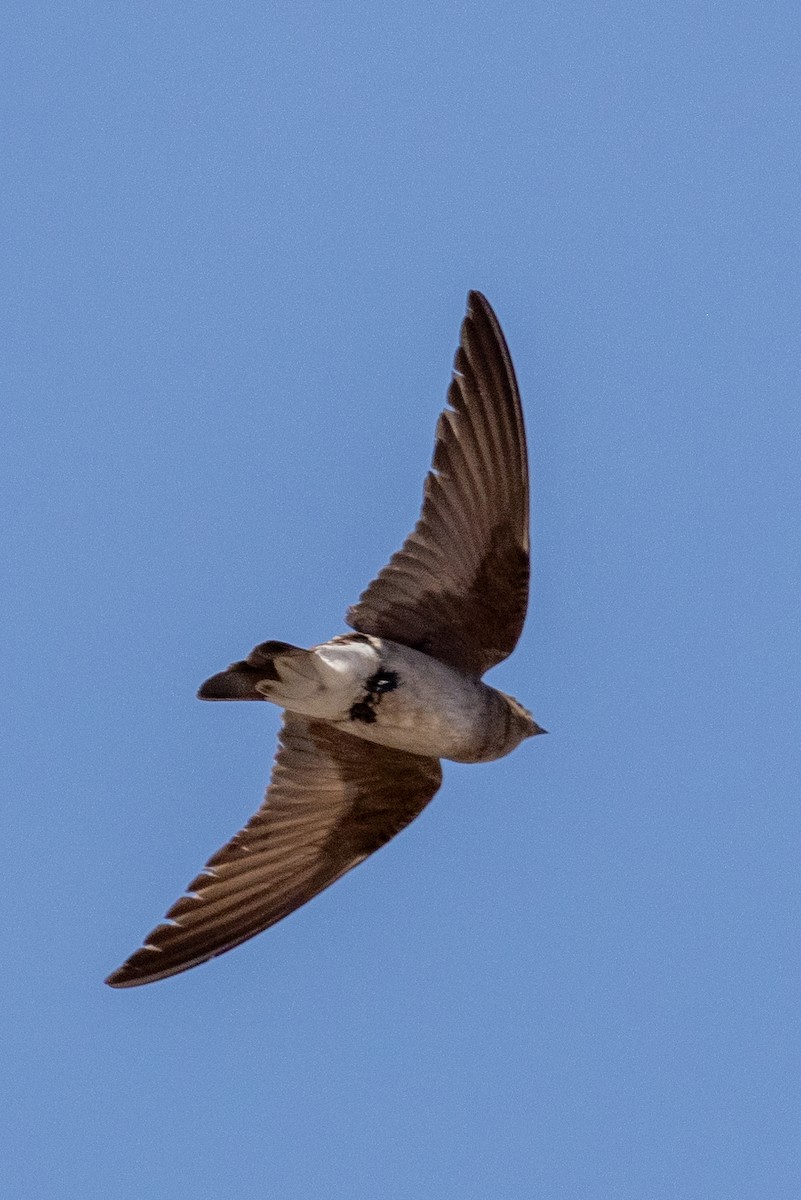 Golondrina Aserrada - ML620644612