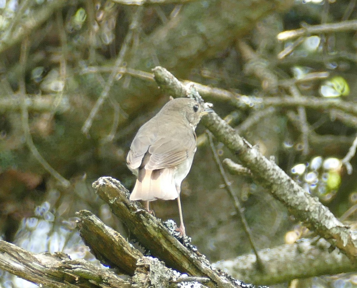 Bicknell's Thrush - ML620644616