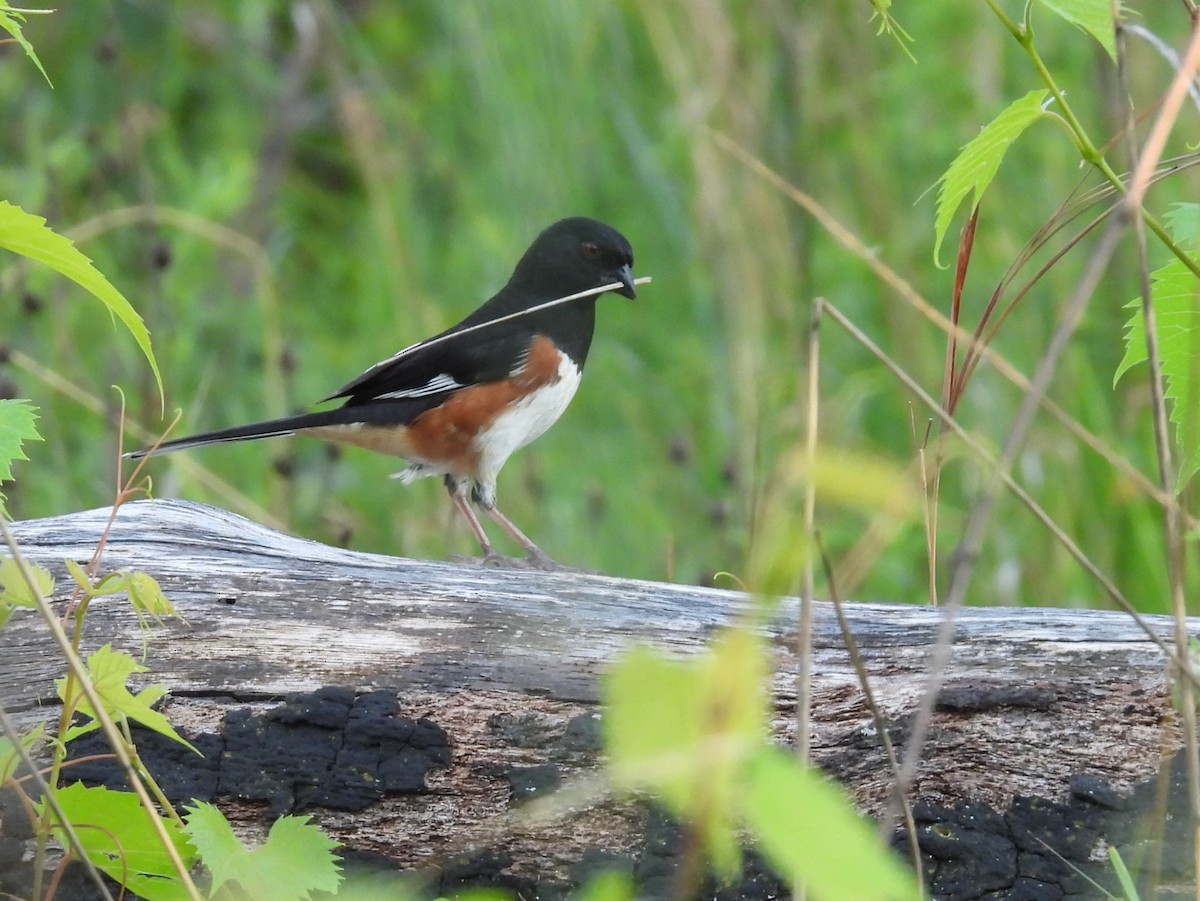 Eastern Towhee - ML620644617