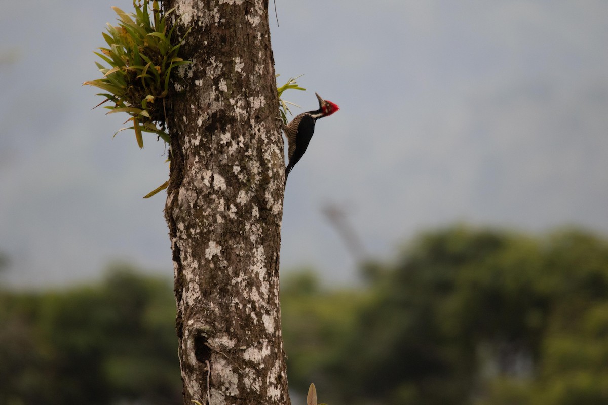 Crimson-crested Woodpecker - ML620644620