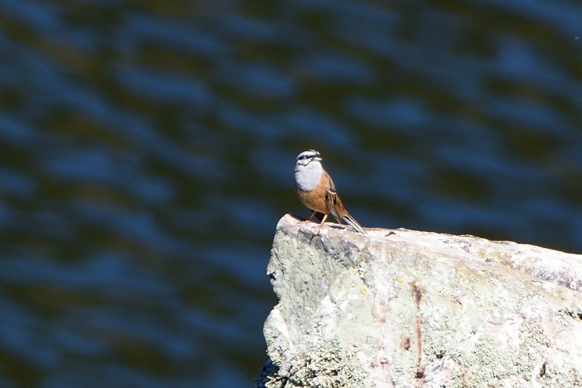 Rock Bunting - ML620644623