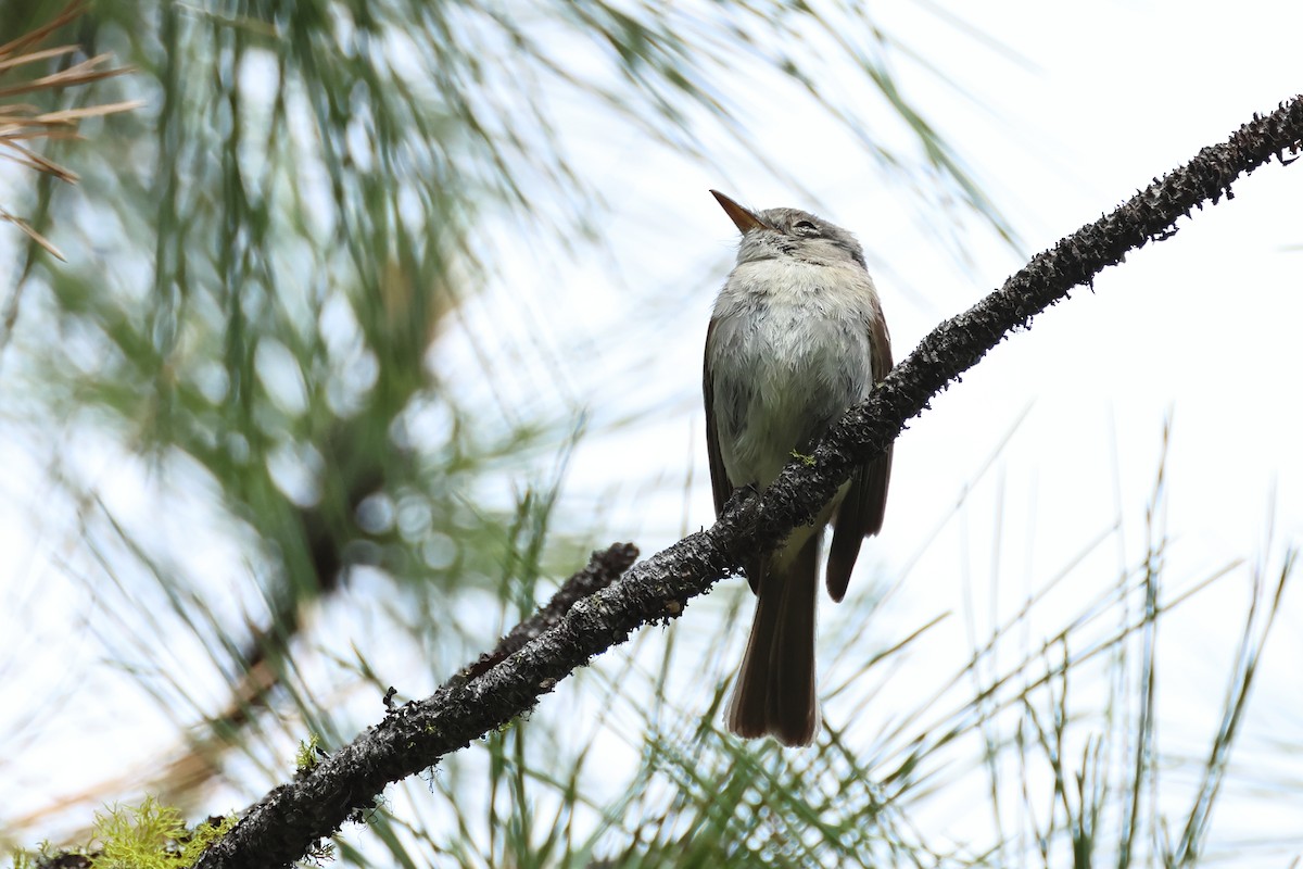 Gray Flycatcher - ML620644628